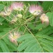 Arborix Albizia Julibrissin Ombrella - Zijdeboom 40-50 cm in pot