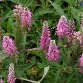 Arborix 6 x Veronica Spicata 'Heidekind' - Aarereprijs pot 9x9cm