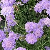 Arborix 6 x Scabiosa Columbaria 'Butterfly Blue' - Duifkruid pot 9x9cm