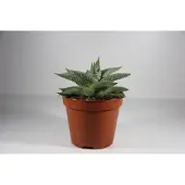 Ariane Succulux Vetplanten Mix - 5 Plantjes Ø 5,5 cm Pot - Mini Succulenten Kamerplanten Cadeau