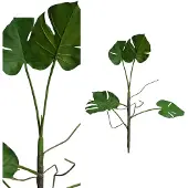 Ptmd leaves plant groen philo blad plant tak