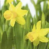 IHR Lunch Servetten Daffodil - - 33x33 cm