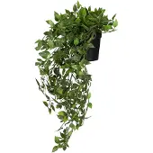 Hjh OFFICE Kunstplant / hangplant EPIPREMNUM CLIMB Klimop 50 cm groen