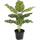 Maxifleur Kunstplanten Calathea Maranta kunstplant 40cm in kweekpot