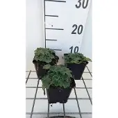 GRDplanten 6x Vrouwenmantel - Alchemilla erythropoda | pot 9 x 9 cm