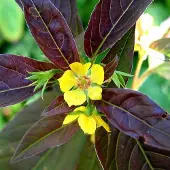 Arborix 6 x Lysimachia Ciliata 'Firecracker' - Wederik pot 9x9cm