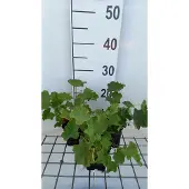 GRDplanten 6x Vrouwenmantel - Alchemilla epipsila | pot 9 x 9 cm