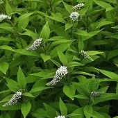 Arborix 6 x Lysimachia Clethroides - Wederik pot 9x9cm