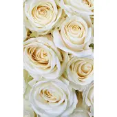 Dimex Fotobehang - White Roses 150x250cm - Vliesbehang