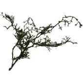 Silk-ka Kunstbloem-Zijden Bloem Mostak Groen 88 cm