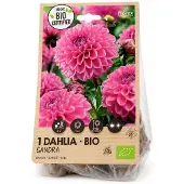 Florex - dahlia - bio-sandra