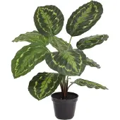 Maxifleur Kunstplanten Calathea Roseopicta kunstplant 50cm in kweekpot