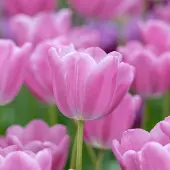 QFB Gardening Tulp Lincoln | 10 stuks | Roze | Tulpenbollen | Snijbloem