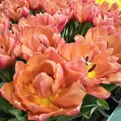 QFB Gardening Tulp Salmon Symbiose | 10 stuks | Dubbel vroeg | Zalm | Tulpenbollen