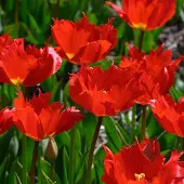 QFB Gardening Tulp Robbedoes | 10 stuks | Darwinhybride | Rood | Tulpenbollen