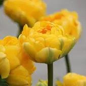 QFB Gardening Tulp Yellow Pompenette | 10 stuks | Dubbel laat | Geel