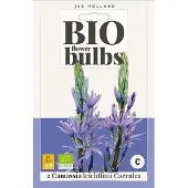 JUB X 2 Camassia leichtlinii Caerulea