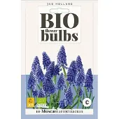 JUB X 10 Muscari armeniacum