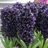 QFB Gardening Hyacint Midnight sky | 15 stuks | Zwart | Paars | Hyacintenbollen