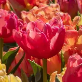 QFB Gardening Tulp Pink Symbiose | 10 stuks | Dubbel vroeg | Roze | Tulpenbollen