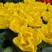 QFB Gardening Tulp Yellow Symbiose | 10 stuks | Dubbel vroeg | Geel | Tulpenbollen