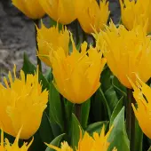 QFB Gardening Tulp Golden Leo | 10 stuks | Darwinhybride | Geel | Tulpenbollen
