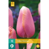 JUB X 10 Tulipa Menton