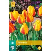 Jub holland Tulp Flair