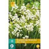 JUB X 10 Hyacinthoides hisp. wit