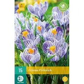 JUB X 15 Crocus Pickwick