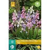 JUB X 10 Hyacinthoides hisp. mix
