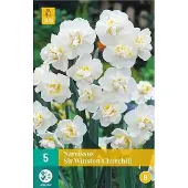 JUB 5 NARCISSUS SIR WINSTON CHURCHILL 12/14
