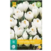 JUB X 10 Crocus Jeanne d'Arc