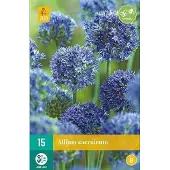 JUB X 15 Allium caeruleum