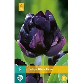 JUB X 5 Tulipa Black Hero