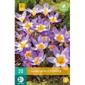 JUB X 20 Crocus sieberi Tricolor
