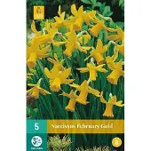 JUB X 5 Narcissus February Gold