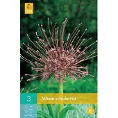 Ta Allium schubertii - sierui - set van 3 stuks