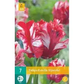 JUB X 7 Tulipa Estella Rijnveld