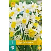 JUB X 5 Narcissus Sailboat