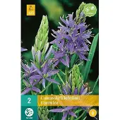 JUB Camassia leichtlinii Caerulea 14 / + cm bloembol per 2