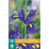 JUB X 25 Iris hollandica blauw