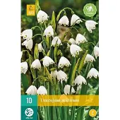 JUB X 10 Leucojum aestivum