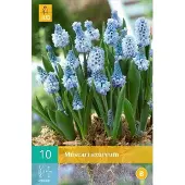 JUB Muscari azureum - blauw druifje - set van 10 stuks