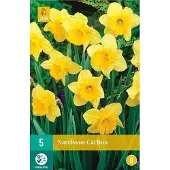 Jub holland Narcis Carlton