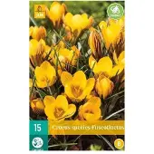 JUB X 15 Crocus Fuscotinctus