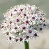 QFB Gardening Allium Silver Spring | 3 stuks | Wit | Sierui Bollen