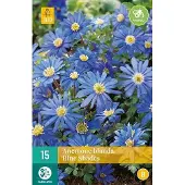 JUB X 15 Anemone bl. Blue Shades