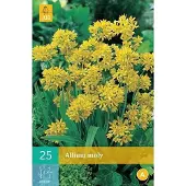 JUB 25 ALLIUM MOLY 4/5