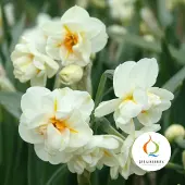 QFB Gardening Narcis Sir Winston Churchill | 10 stuks | Dubbel | Wit